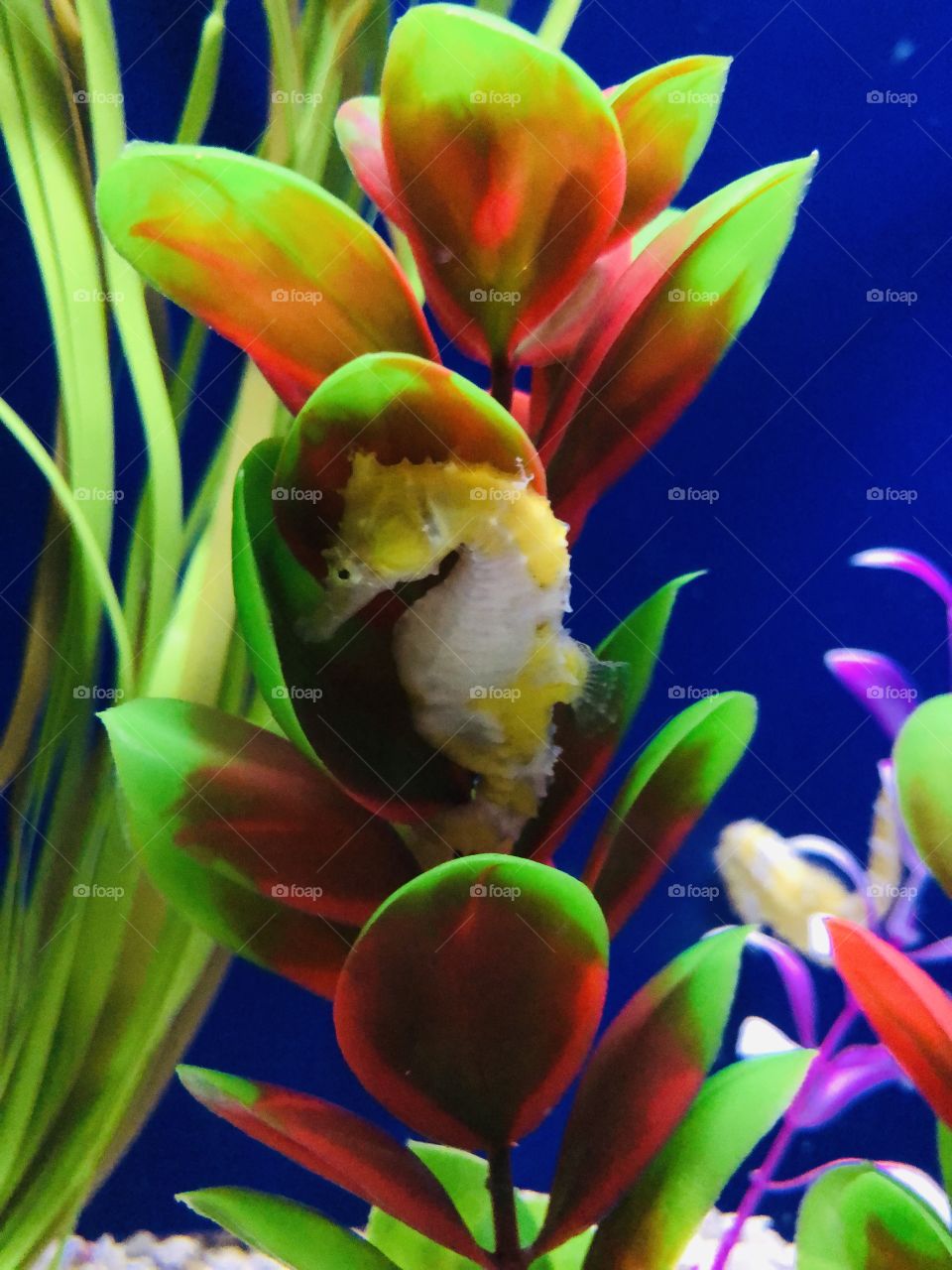 Bright yellow seahorse hides among the foliage - what dramatic colours!
