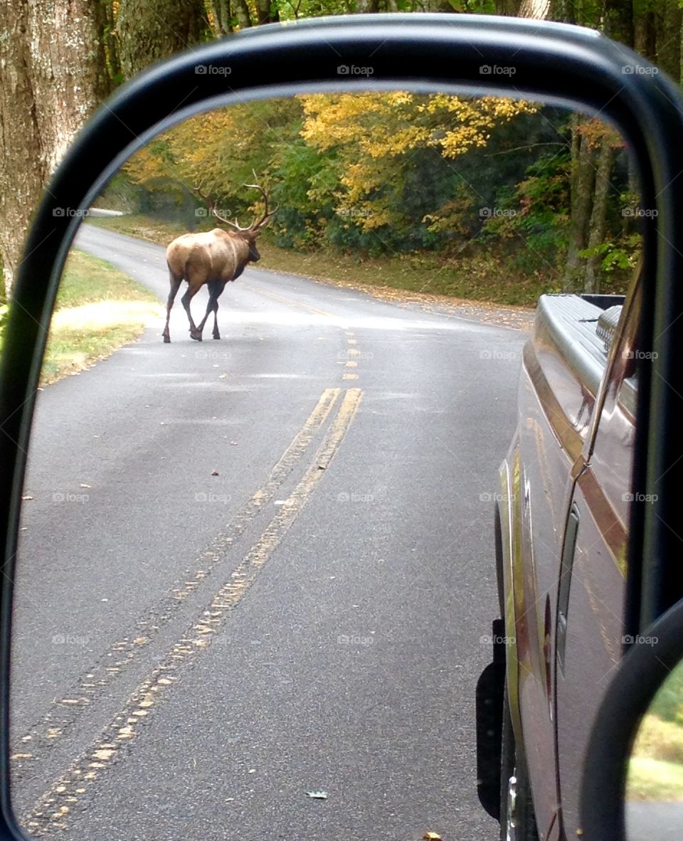 Bull Elk in the mirror 