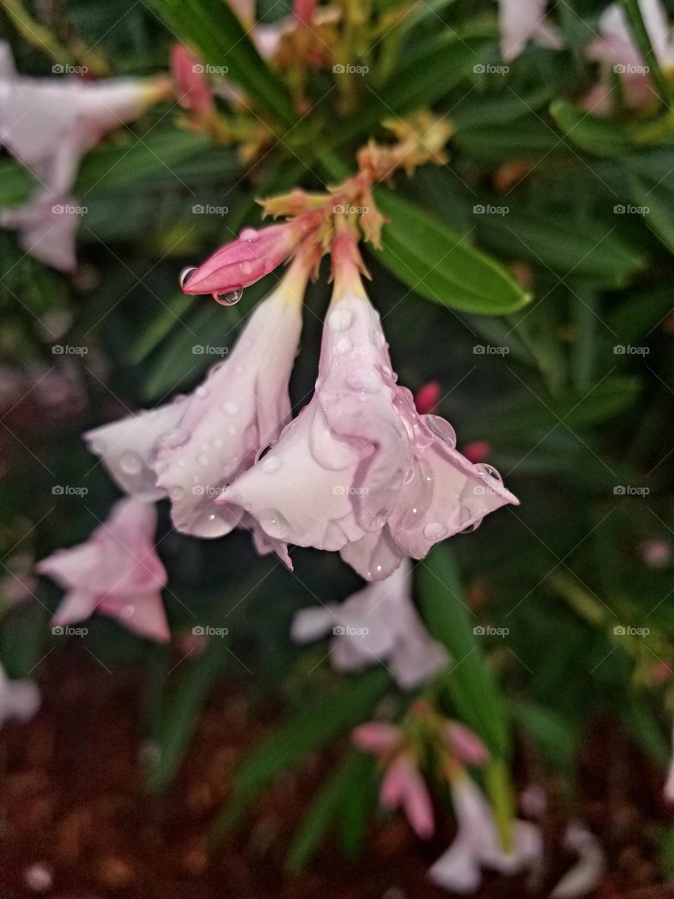 These soft pink flowers are doing a good job collecting rain drops.