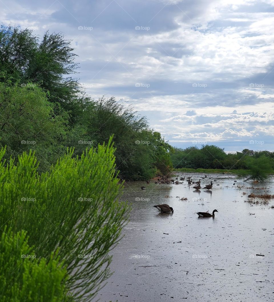 Cloudy Day at the Lake