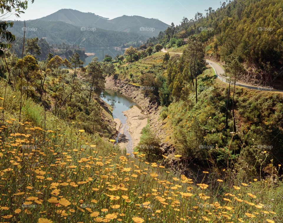 Yellow spring flowers lead down to the water and mountains in the distance at near Vale Bom, Central Portugal 