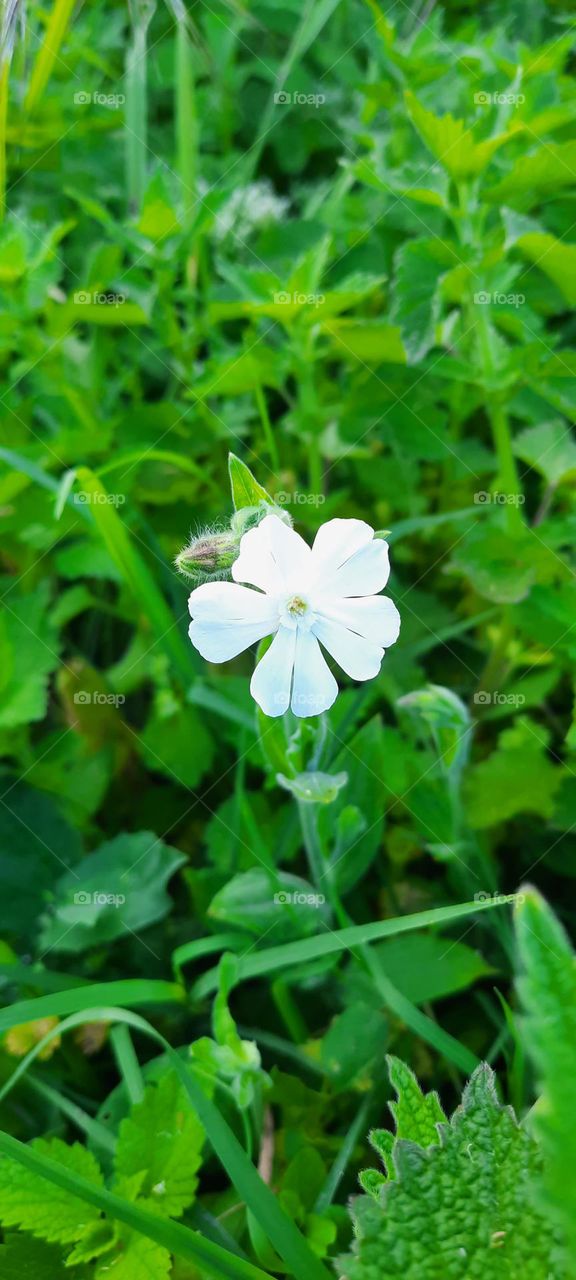 лесные цветы, полевые цветы,белый цветок, красота вокруг нас, любовь к природе,