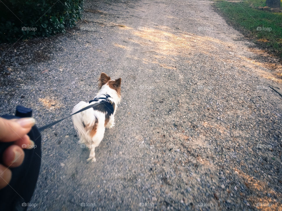 Walking my papillon puppy dog is a daily routine and ritual