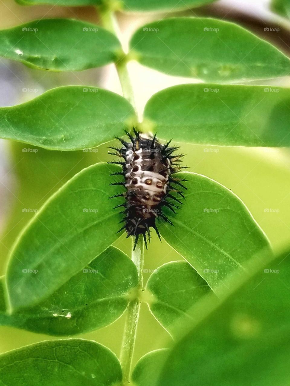 caterpillar photo