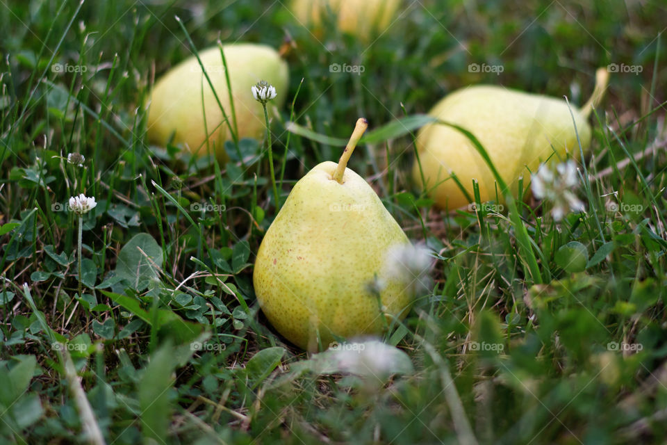 green pears lie on the grass