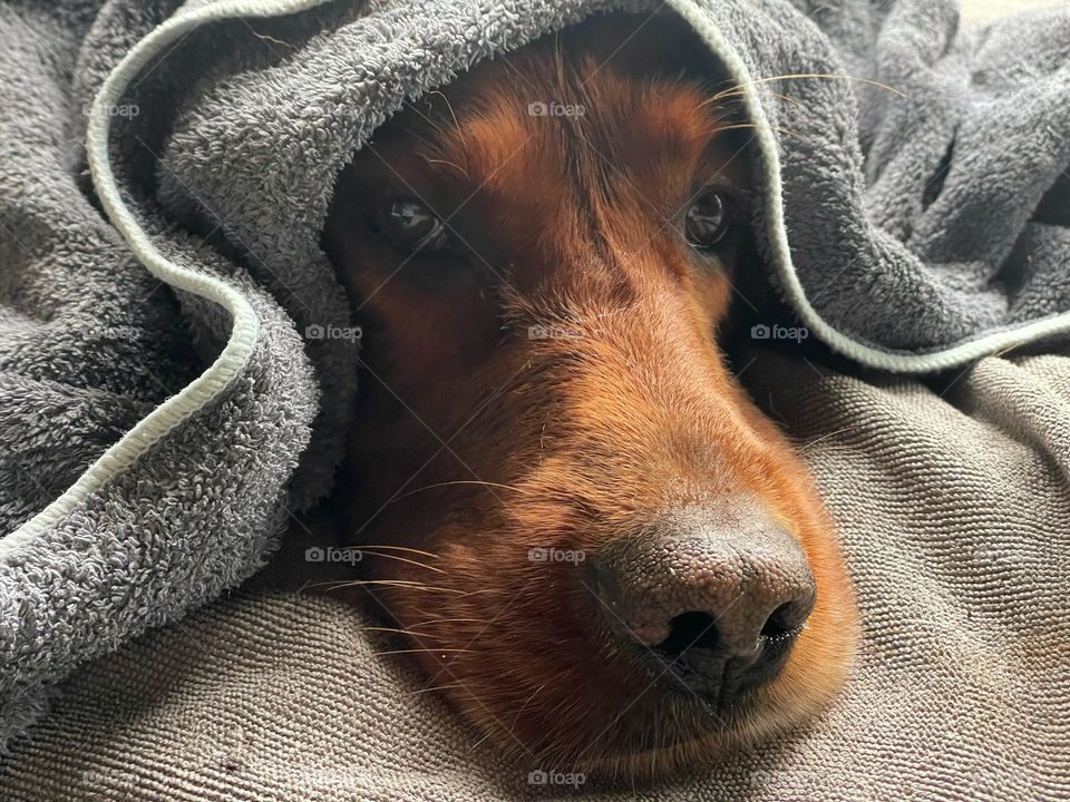 Quinn cuddled in a towel after a walk in the rain ☔️