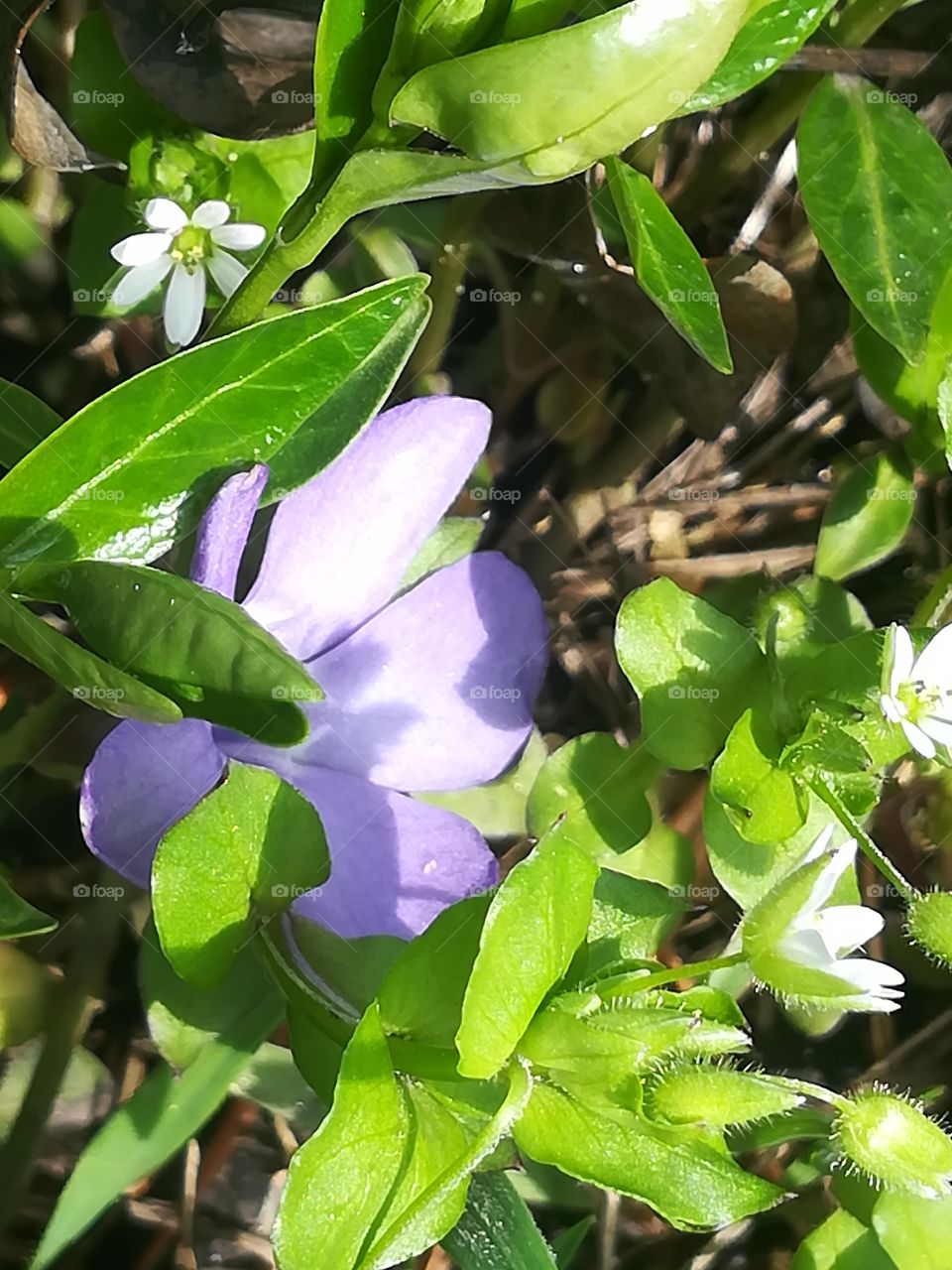 Lovely blue