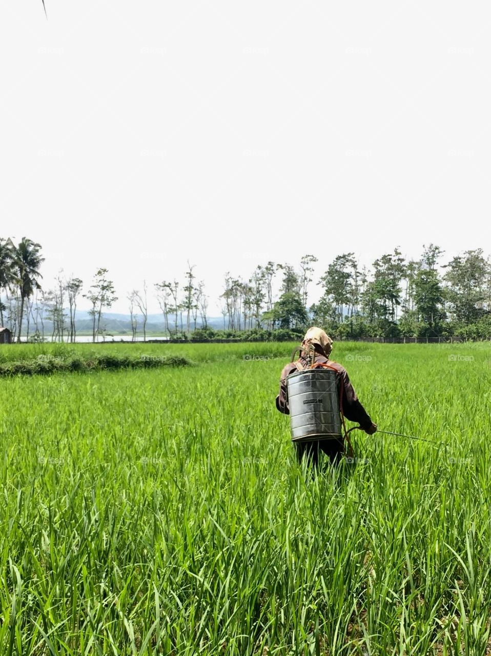 Farmer at the rice field 