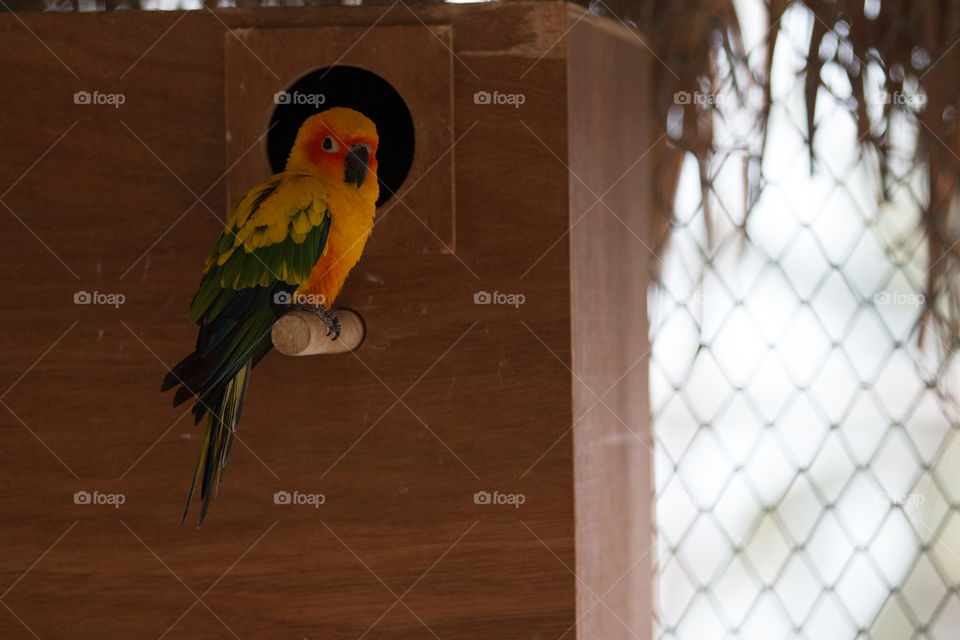 Bird, No Person, Parrot, Wood, One