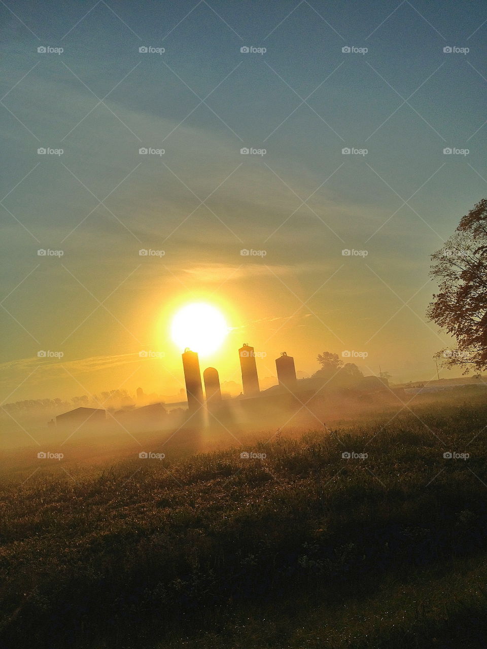 Sunrise on the farm . Morning dew 