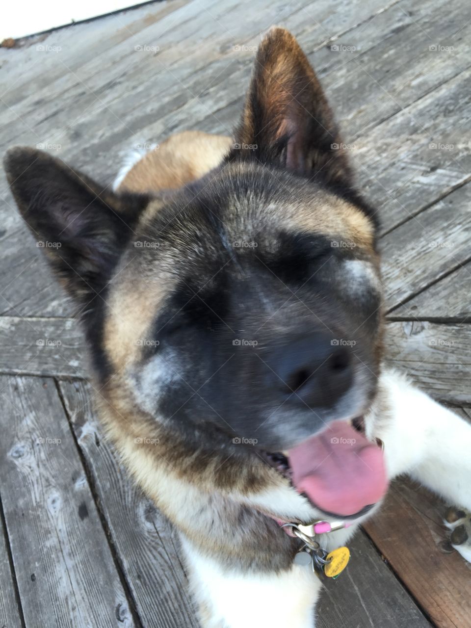 Smiley Akita