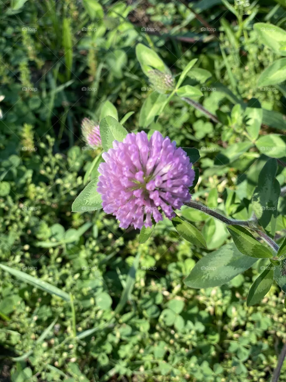 Just caught my eyes, this beautiful pink flower 