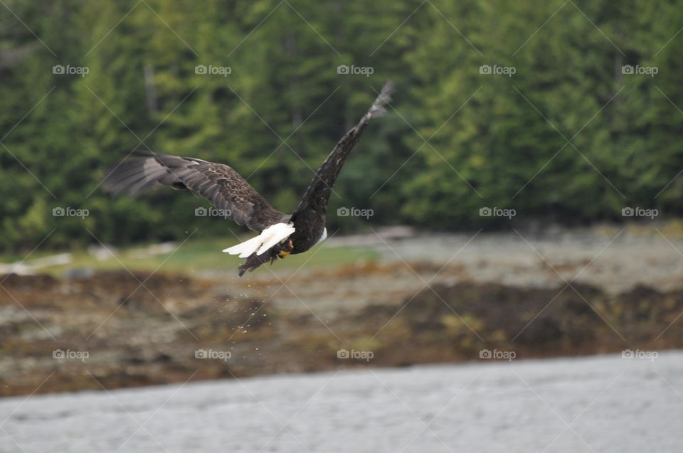 Beautiful Bald Eagle