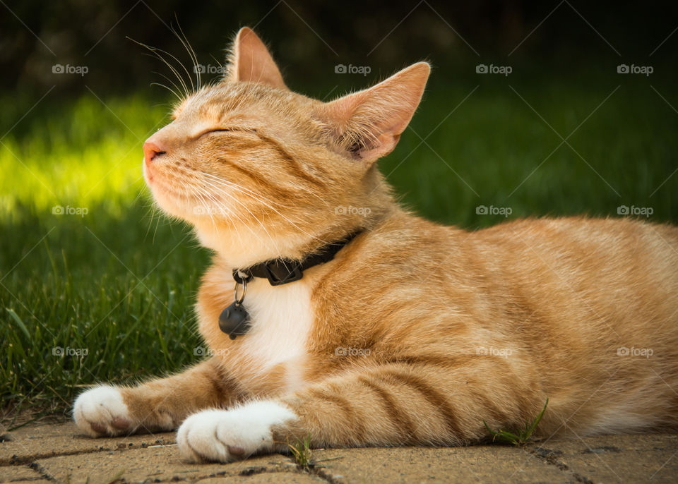 Cat resting in the garden