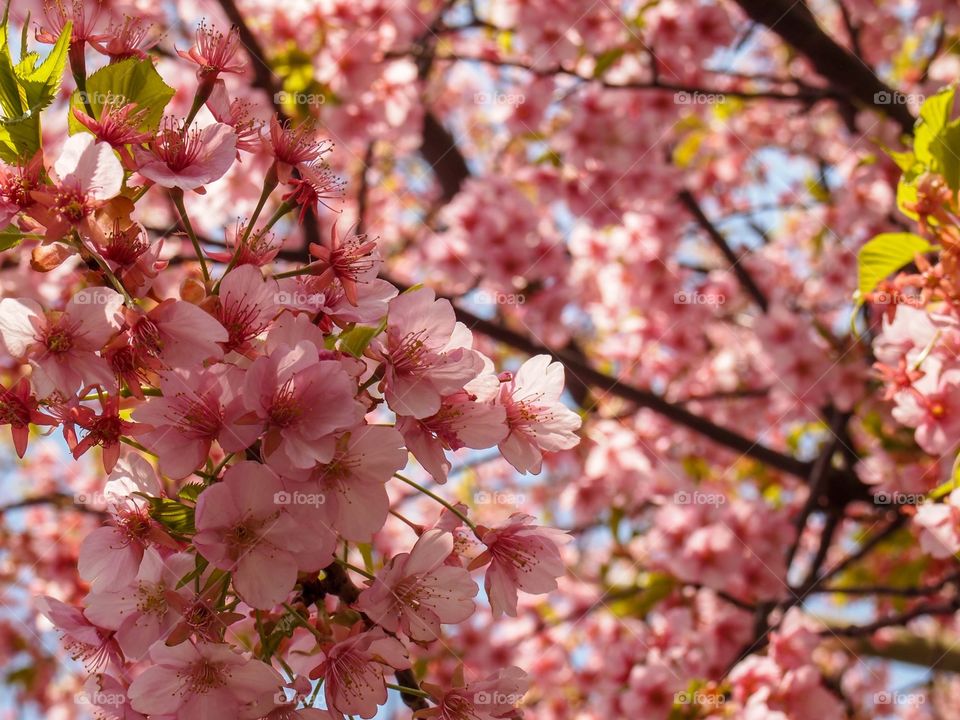 Cherry blossom, Japan