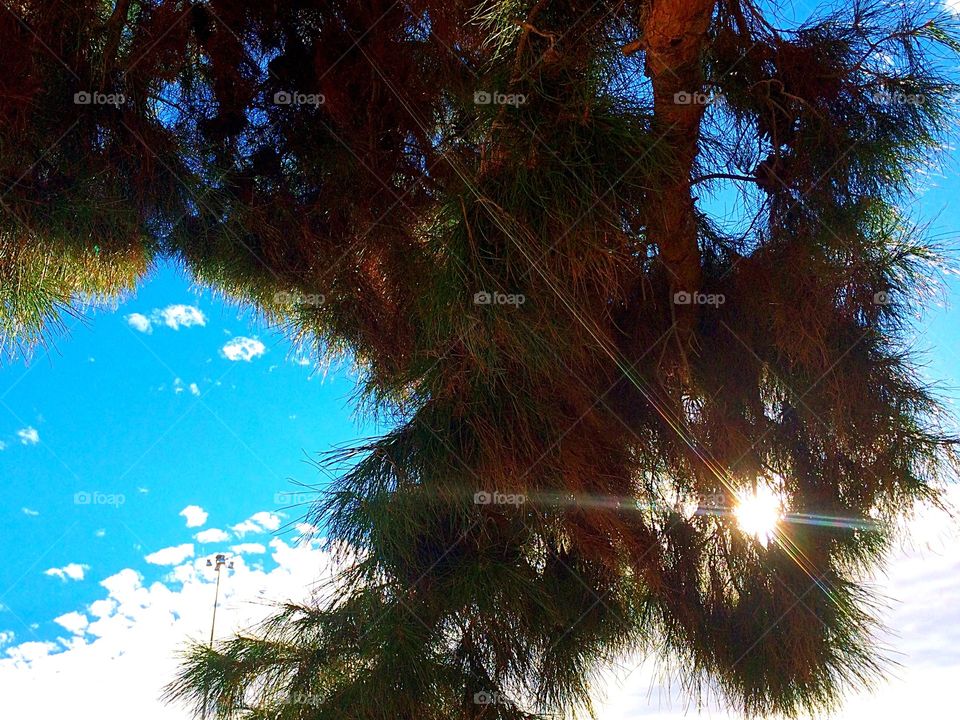 Under the tree. Sunshine poking through the leaves 