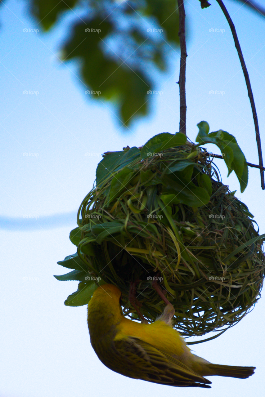 Weaver making nest