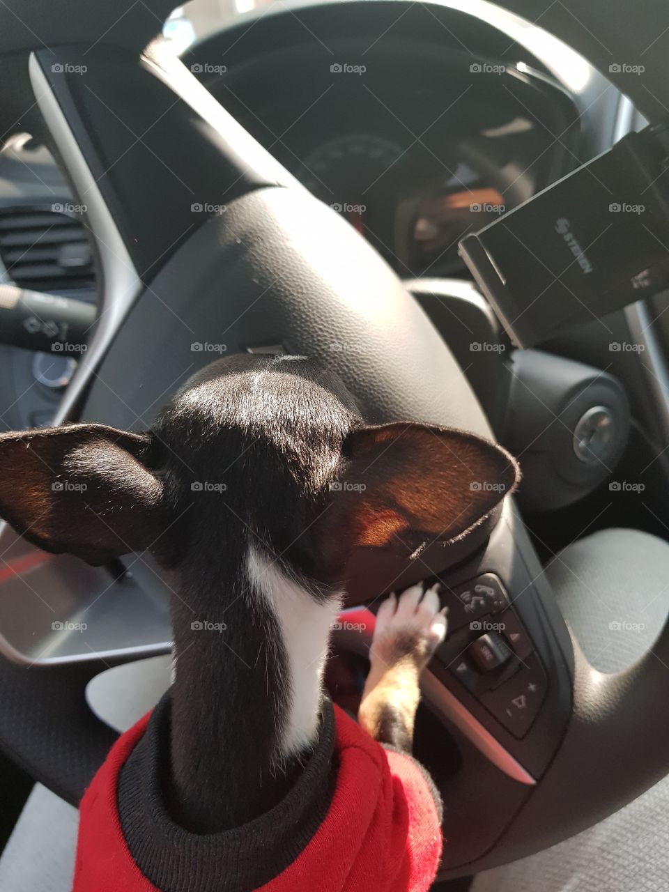 cachorro al volante #puppy #driving #drive #chihuahua #little #cachorro #pequeño #small #dog