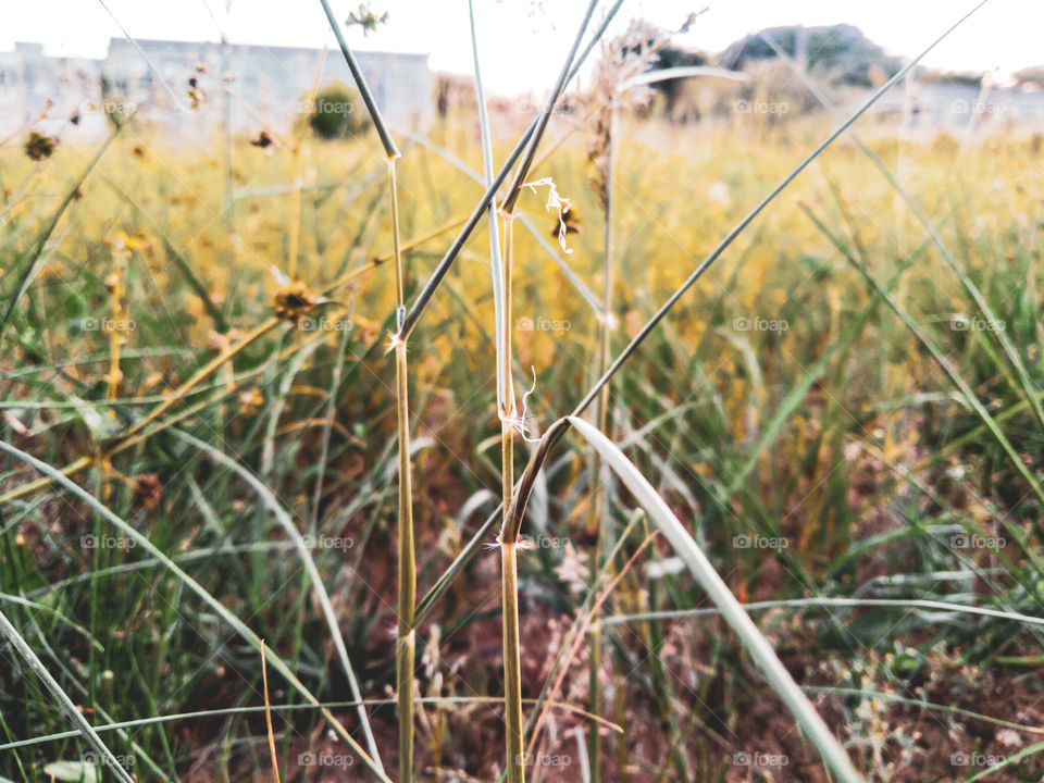 Up-close view of grasses after good rains
