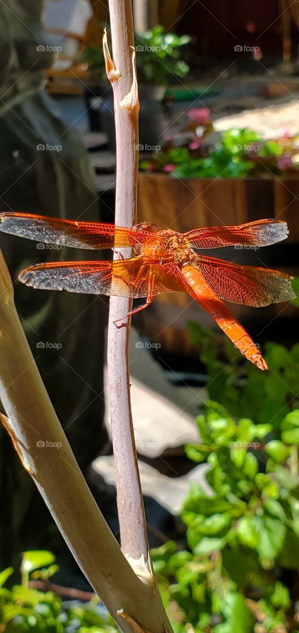 Red dragonfly