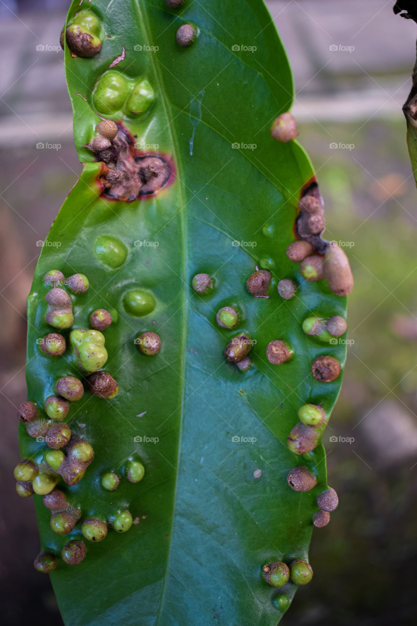 Tekstur of the leaf