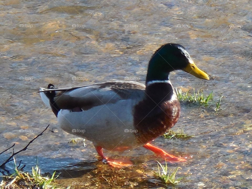 Mallard male duck standing in low running creek water