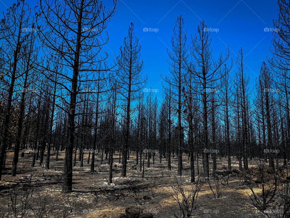 Blackened trees are all that remain of a burned forest fire at Modoc National Forest near the Lava Beds National Monument on California.