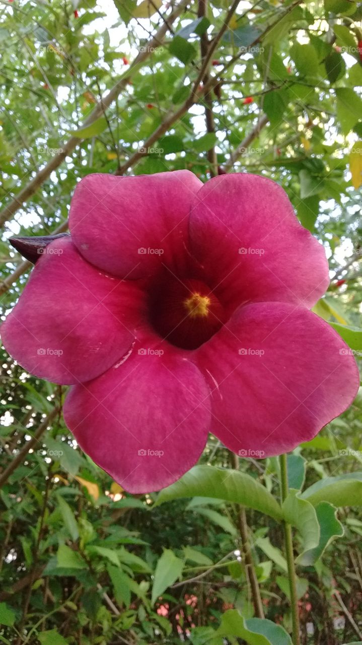 Mimos cor púrpura. Ou seriam hibiscos? 
Não importa, o que vale é a beleza!