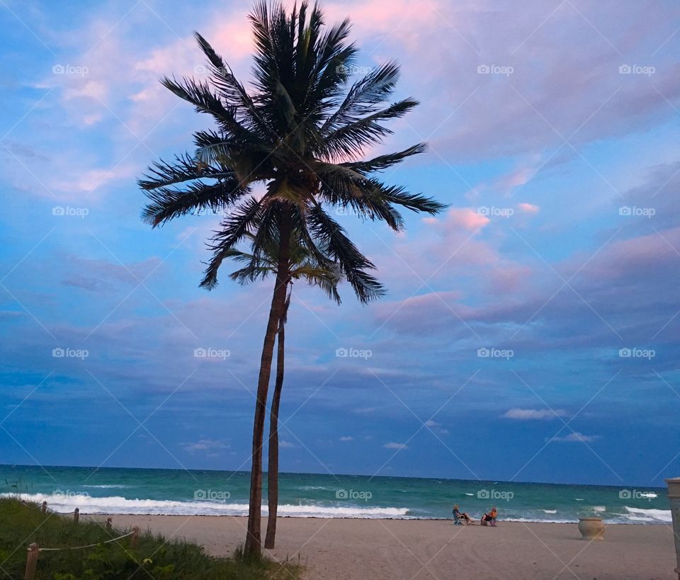 Miami beach sunset and palm trees at the ocean