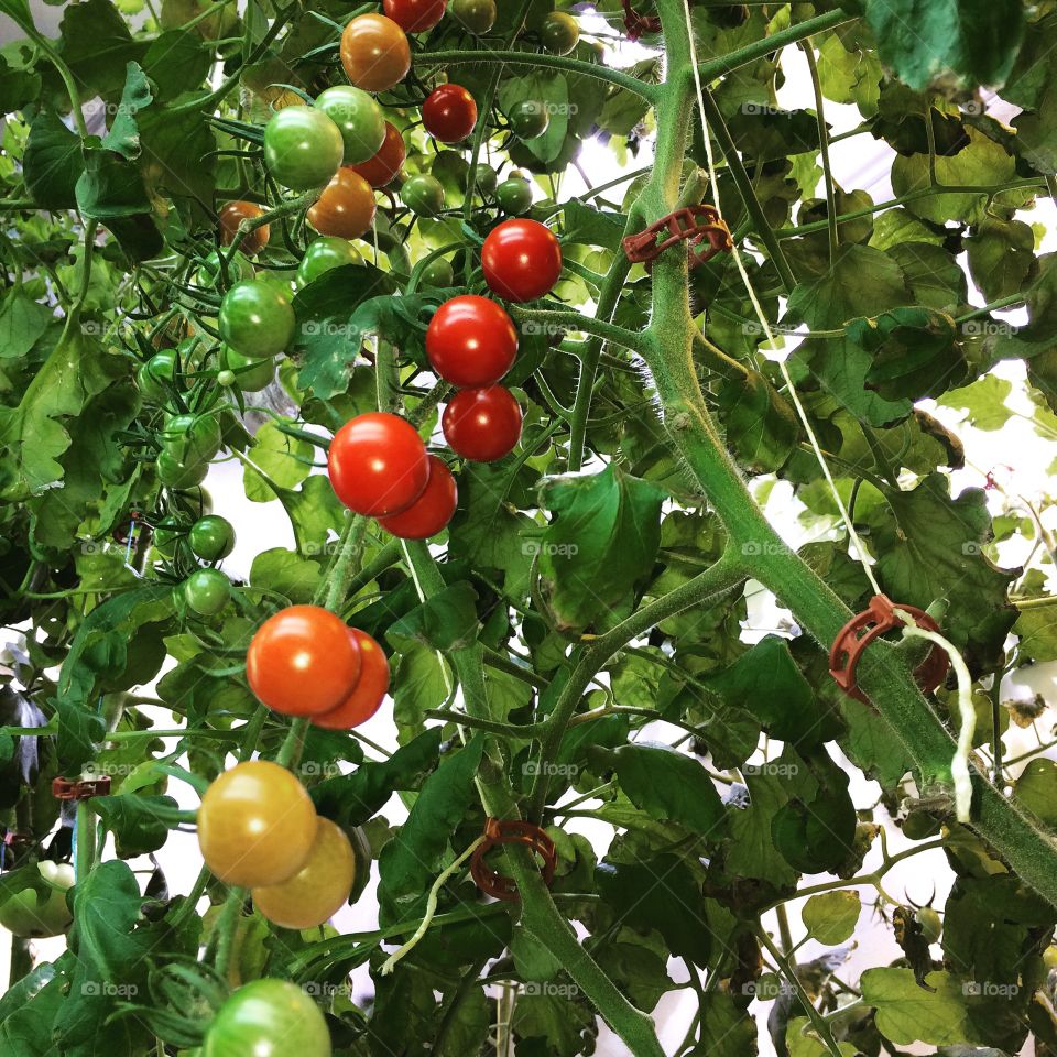 Rainbow of Tomatoes. Homegrown hydroponic cherry tomatoes.