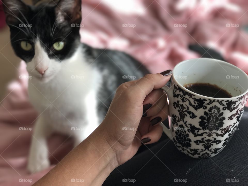 Café com gato 
