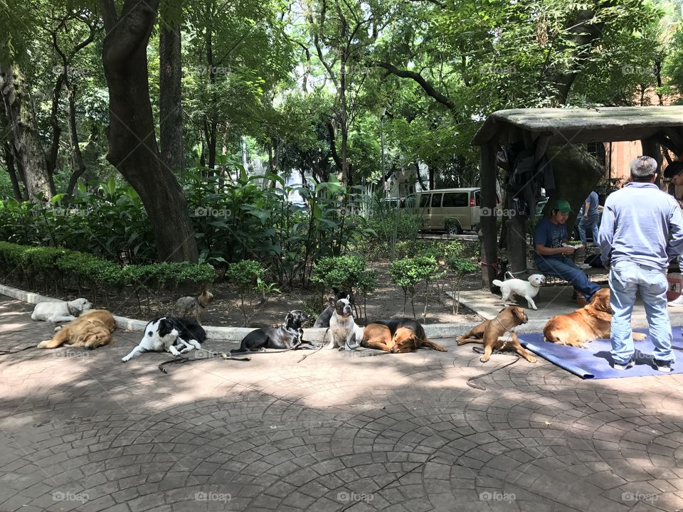 Dogs in Mexico City park