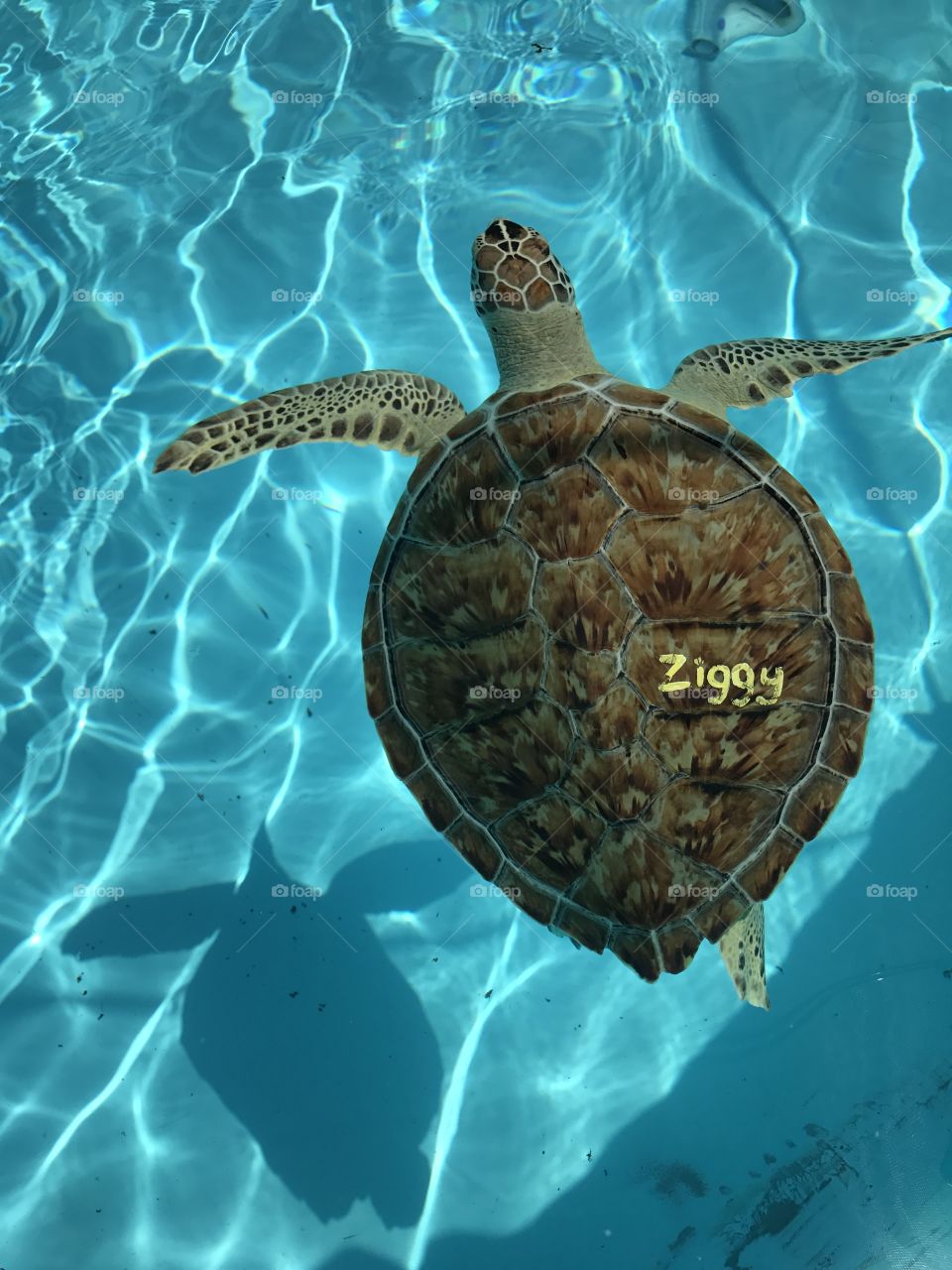 Ziggy the turtle!!