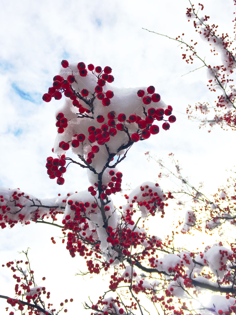 Red berries and snow