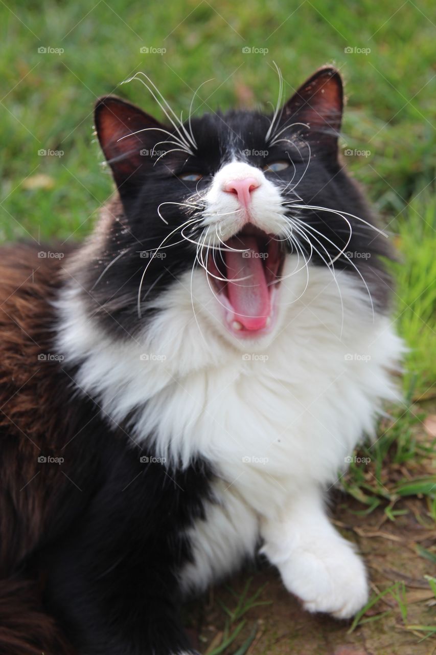 cat opens mouth wide open