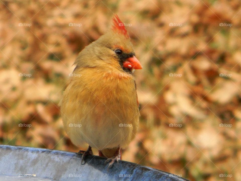 Cardinal