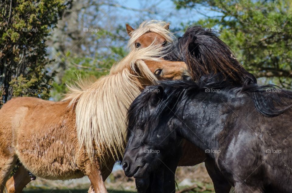Shetland ponies playing together