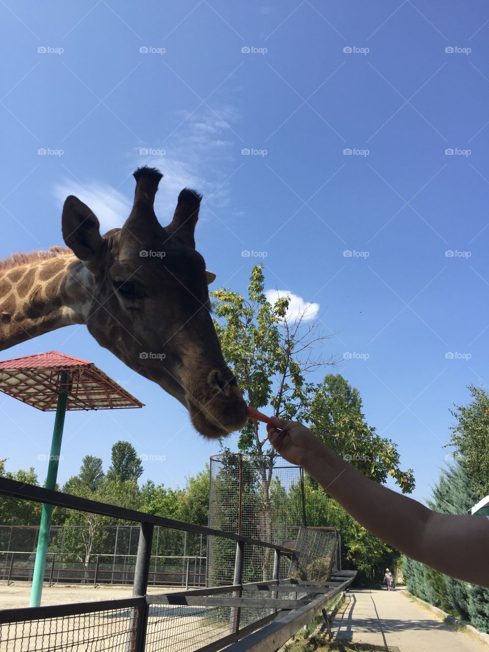 Do you like a carrot?