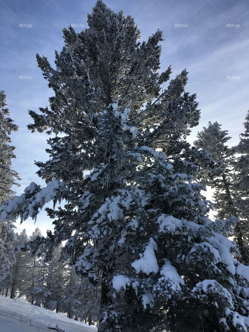 Snowy tree