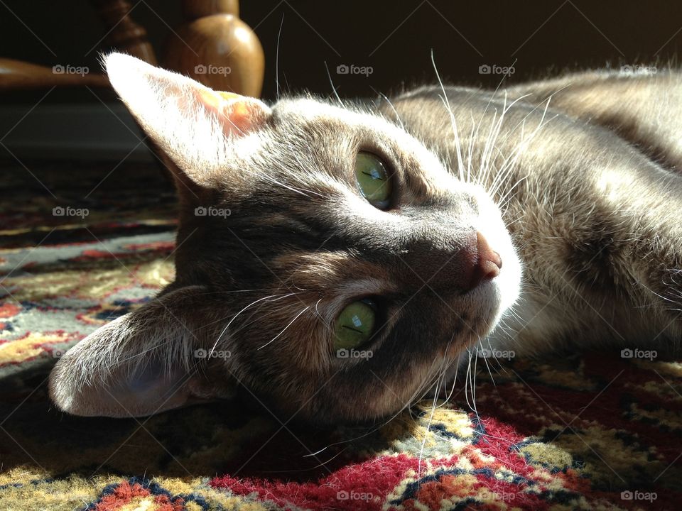 Sunlit Cat 