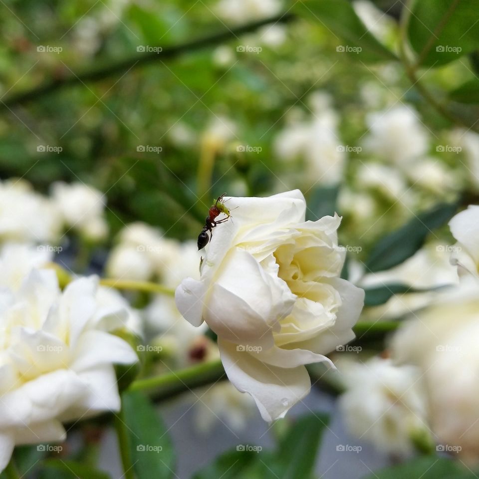 blooming roses and hardworking ant as the beuty of the nature