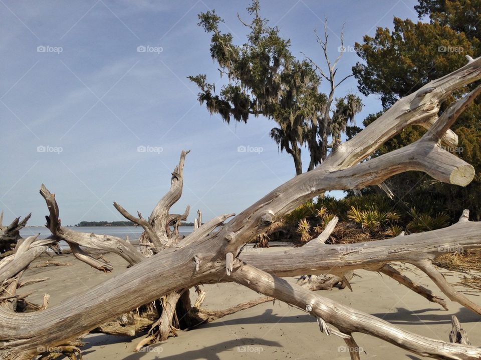 Driftwood at beach