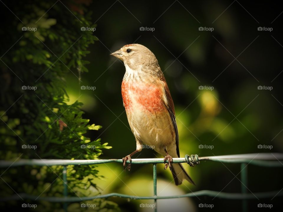 forest bird