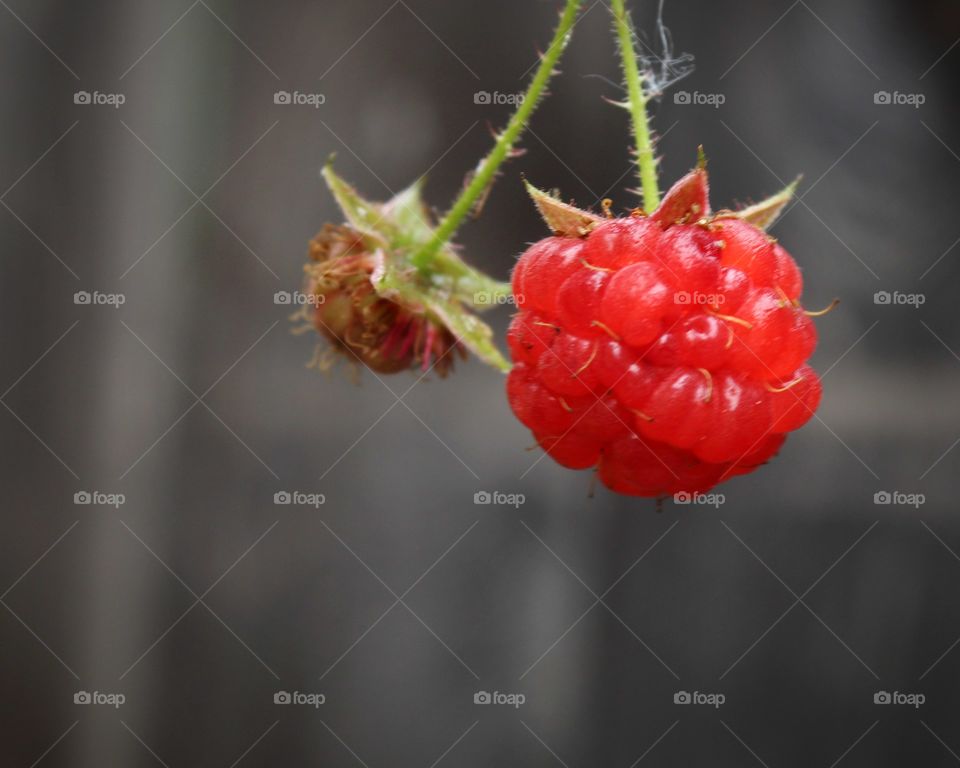raspberries on a dark background