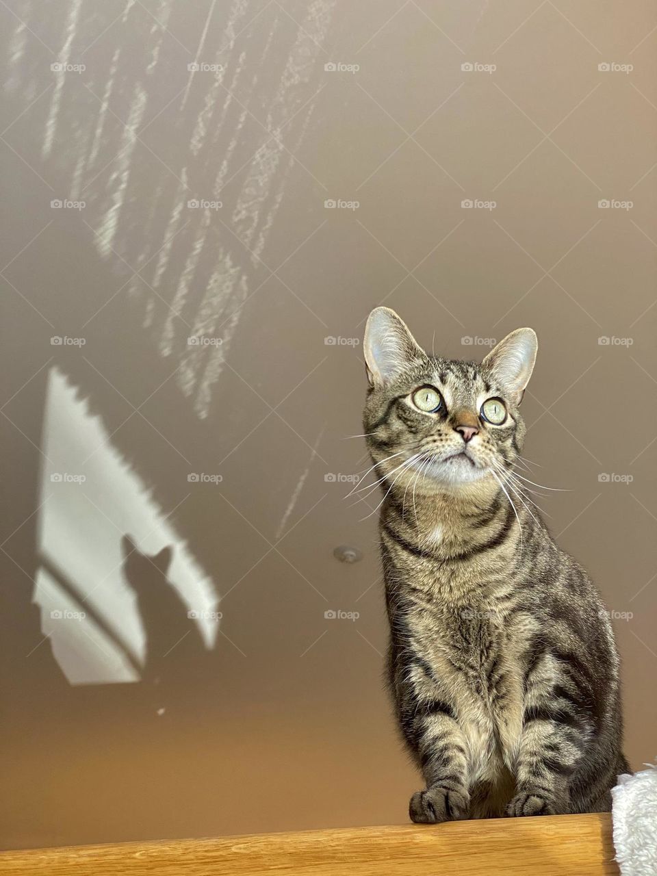 A cat sitting on a railing with her shadow on the ceiling