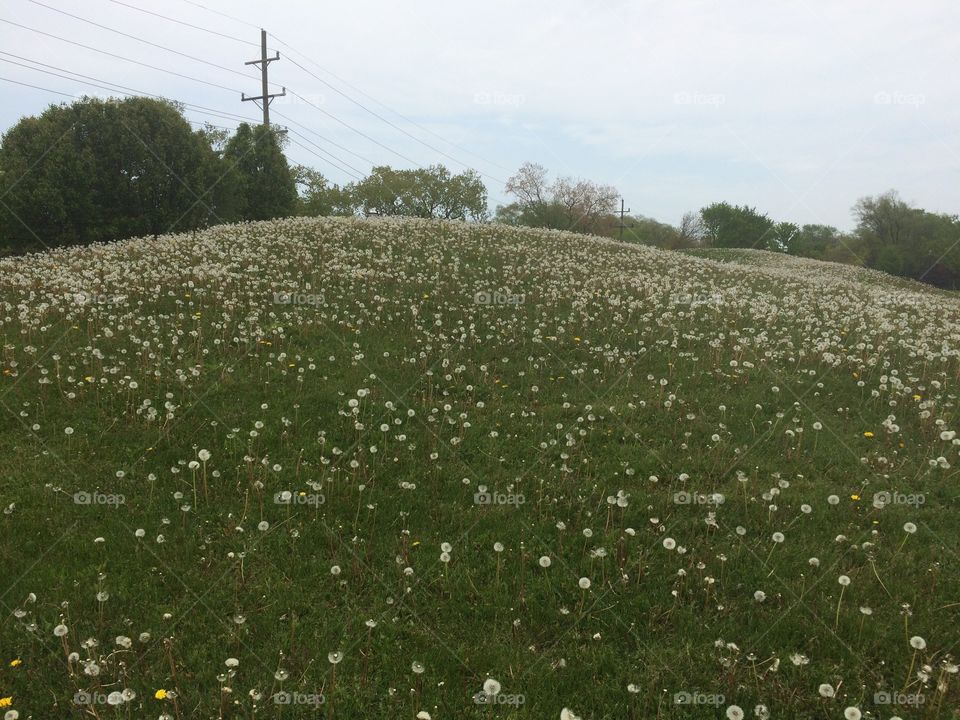 Hill with dandelions