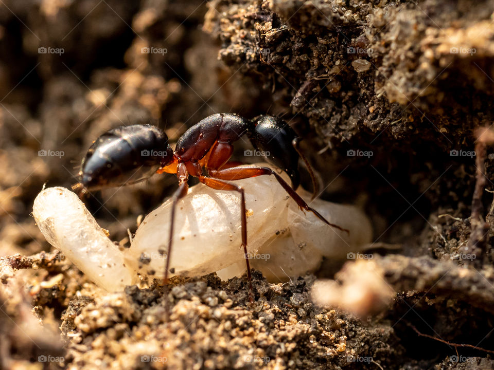 Black ant with egg