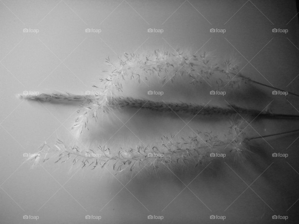 Wild grass expression in black and white