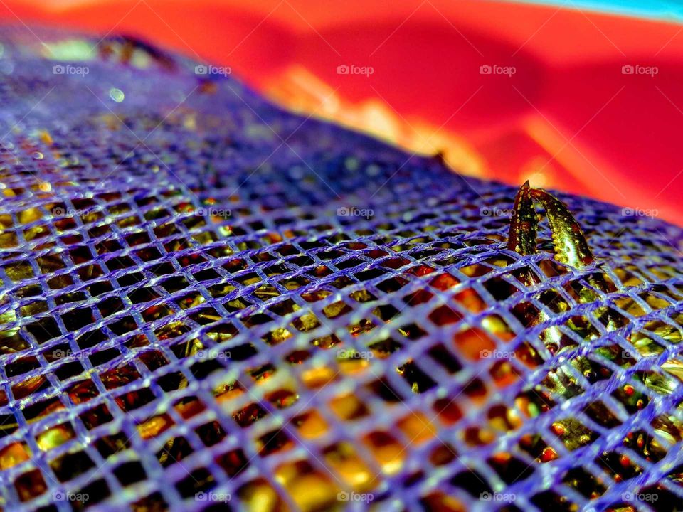 crawfish in purple net
