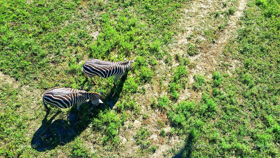 Grazing Zebras. From above